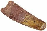 Fossil Spinosaurus Tooth - Real Dinosaur Tooth #311774-1